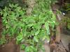 Begonia echinosepala Regel